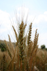 Wheat benefit and Sickle Cell