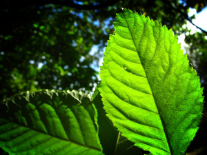 leaf-green-FI SC