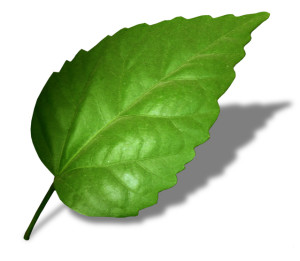leaf-FI SC